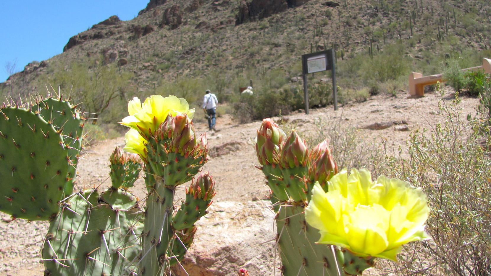 Tucson’s marathon of triple-digit days started this afternoon